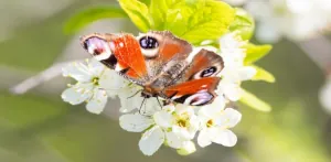 vlinder.mobiel